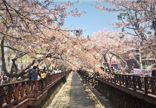 Jinhae, Changwon, Korea Selatan