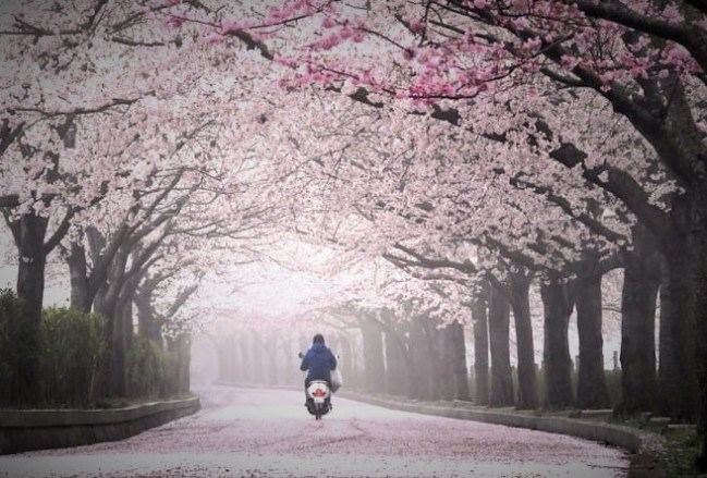 Kyoto, Jepang